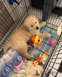 Foto №3. Curly Coated Retriever Welpen zur Adoption. USA