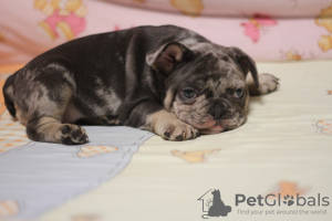 Foto №3. Französische Bulldogge Mädchen 1,5 Monate. Ukraine