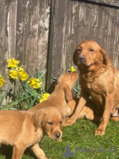 Foto №2 zu Ankündigung № 96590 zu verkaufen labradoodle - einkaufen USA quotient 	ankündigung