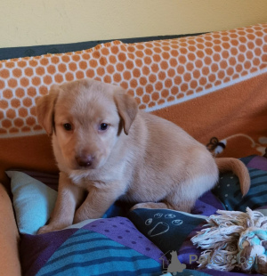 Foto №1. labradoodle - zum Verkauf in der Stadt Lausanne | verhandelt | Ankündigung № 167060