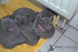 Foto №3. Flauschiger Britse Korthaar Kittens Becikbarar. Belgien