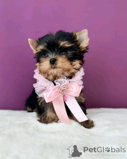 Foto №2 zu Ankündigung № 138569 zu verkaufen yorkshire terrier - einkaufen USA züchter