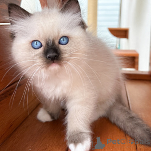 Foto №1. ragdoll-katze - zum Verkauf in der Stadt Warschau | verhandelt | Ankündigung № 171358