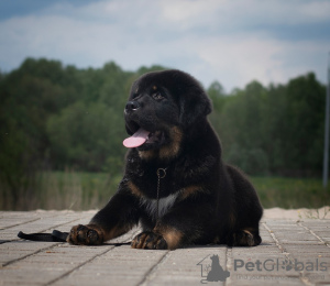 Zusätzliche Fotos: Tibetan Mastiff Welpen