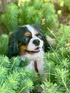 Foto №2 zu Ankündigung № 171113 zu verkaufen cavalier king charles spaniel - einkaufen Weißrussland 