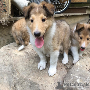 Foto №1. border collie - zum Verkauf in der Stadt Nummela | Frei | Ankündigung № 127887