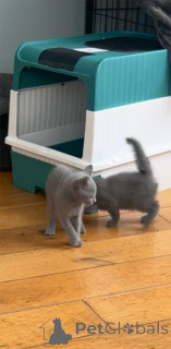 Foto №1. russisch blau - zum Verkauf in der Stadt Böblingen | 350€ | Ankündigung № 153218