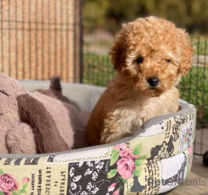 Foto №3. Reinrassige Toy Pudeln Welpen ab zwei und halb Monate. Schweiz