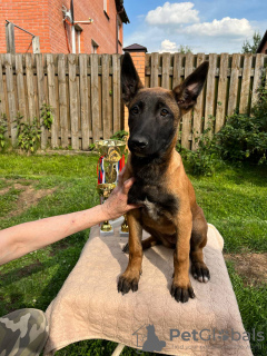 Foto №3. Malinois-Welpe. Russische Föderation