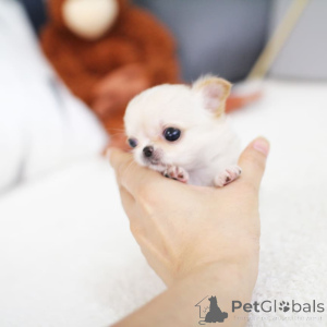 Foto №1.  - zum Verkauf in der Stadt Fredericksborg | 727€ | Ankündigung № 162890