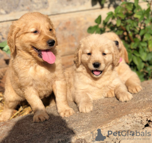 Foto №2 zu Ankündigung № 122027 zu verkaufen deutscher schäferhund - einkaufen USA vom kindergarten, aus dem tierheim, züchter