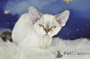 Foto №1. devon rex - zum Verkauf in der Stadt Helsinki | 580€ | Ankündigung № 164067