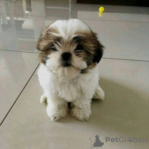 Foto №2 zu Ankündigung № 161150 zu verkaufen  - einkaufen Dänemark 