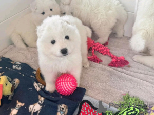 Foto №3. Cachorros Samoyedo Disponibles Para adoptción. Deutschland