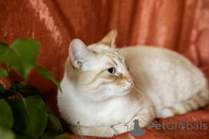 Zusätzliche Fotos: Eine sanfte und schöne Katze Benya als Geschenk
