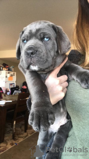 Foto №3. Reinrassige Cane Corso-Welpen. USA