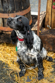 Foto №3. Entzückende englische Cockerwelpen!. Moldawien