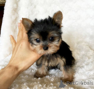 Foto №2 zu Ankündigung № 141166 zu verkaufen malteser, yorkshire terrier - einkaufen Kanada quotient 	ankündigung