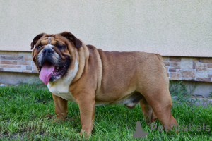 Foto №1. englische bulldogge - zum Verkauf in der Stadt Frampol | 1000€ | Ankündigung № 28773