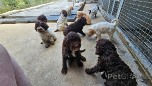 Foto №3. Lagotto Romagnolo Welpen abzugeben. Serbien