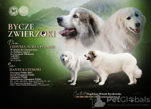 Foto №1. chien de montagne des pyrénées - zum Verkauf in der Stadt Gorzów Wielkopolski | 900€ | Ankündigung № 48215