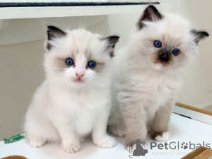 Foto №1. ragdoll-katze - zum Verkauf in der Stadt Stockholm | verhandelt | Ankündigung № 171355