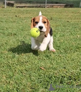 Foto №3. Dieser süße und bezaubernde Welpe sucht eine Familie für immer! Alle Impfungen. Großbritannien