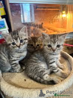 Foto №1. exotische kurzhaarkatze - zum Verkauf in der Stadt Helsinki | 350€ | Ankündigung № 166330