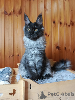 Foto №2 zu Ankündigung № 139950 zu verkaufen maine-coon-katze - einkaufen Russische Föderation vom kindergarten
