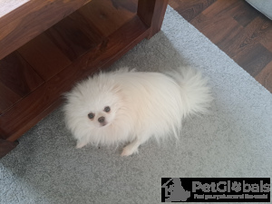 Foto №1. pommersche spitz - zum Verkauf in der Stadt Prag | verhandelt | Ankündigung № 134567