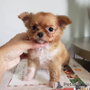 Foto №3. Wunderschöne Chihuahua-Welpen zur Adoption (WhatsApp 380 63 53 74 976)(viber 380. Malta