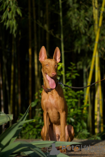 Foto №4. Ich werde verkaufen pharaonenhund in der Stadt Prag. quotient 	ankündigung - preis - 800€