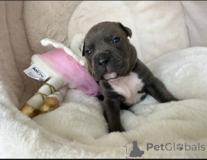 Foto №2 zu Ankündigung № 160826 zu verkaufen american pit bull terrier - einkaufen Deutschland 