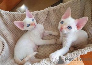 Foto №1. devon rex - zum Verkauf in der Stadt Dülmen | 350€ | Ankündigung № 172295