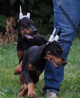 Foto №2 zu Ankündigung № 146461 zu verkaufen dobermann - einkaufen Deutschland quotient 	ankündigung