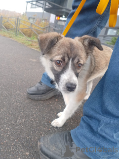 Foto №3. Kleiner liebevoller Hund, 5 Monate. Russische Föderation