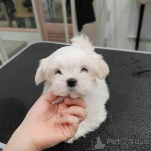 Foto №3. Diese charmanten Maltezer-Welpen. Belgien