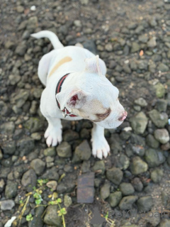 Foto №3. Amerikanischer Pitbull-Terrier-Welpe zur Adoption bereit!. Deutschland