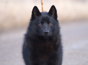 Foto №2 zu Ankündigung № 4414 zu verkaufen schipperke - einkaufen Russische Föderation vom kindergarten, züchter