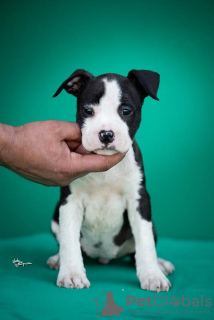 Zusätzliche Fotos: Amerikanischer Staffordshire Terrier