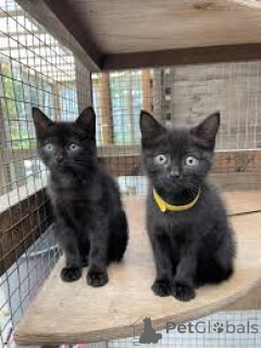 Foto №1. bombay-katze - zum Verkauf in der Stadt Paris | 500€ | Ankündigung № 165512