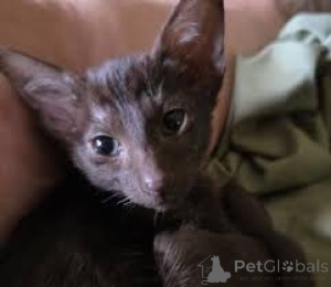 Foto №3. Orientalische Lyhytkarvaiset Kissanpennut-Adoption. Finnland