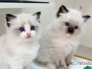 Foto №3. Ragdoll-Kätzchen zu verkaufen Reinrassige, liebevolle Ragdoll-Babys mit. Schweden
