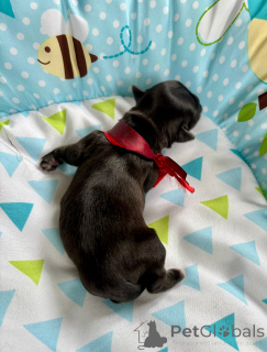 Foto №3. Ein Stammbaumwelpe mit einem Märchenmantel nach dem ZKWP/FCI -Champion. Polen