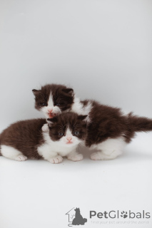 Foto №3. Munchkin Perserkätzchen. Deutschland