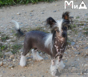 Foto №1. chinesischer schopfhund - zum Verkauf in der Stadt München | 600€ | Ankündigung № 105206