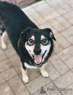 Zusätzliche Fotos: Lächelnder Hund Masyanya sucht ein Zuhause!