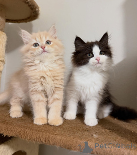 Foto №2 zu Ankündigung № 170624 zu verkaufen sibirische katze - einkaufen Niederlande züchter
