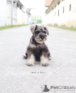 Foto №3. Schnauzer. Deutschland