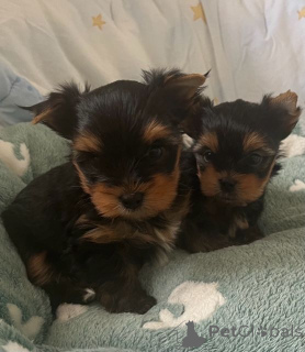 Foto №1. yorkshire terrier - zum Verkauf in der Stadt Tampere | 350€ | Ankündigung № 167371